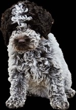 Io sono Mabel dello Spirito del Bosco