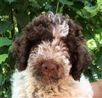 Valencia Victoria dello Spirito del Bosco,  (--)