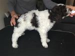 Bosco Finn Gioia a quattro zampe