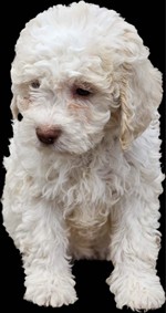 Io sono Lana dello Spirito del Bosco