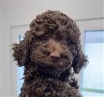 Jilly Curly of Golden Comfort,  (--)