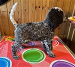 Anderkander Bippo Bayu