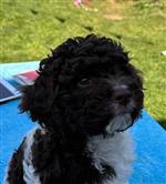 Bailey Birba il compagno lanoso,  (--)
