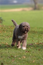 Keeland Star of Golden Comfort, Pino (SHSB801178)