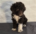 Carac dai Riccioli di Appowila,  (--)