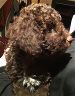 Carole vom Luäg is Land,  (--)