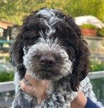 Dakota Yuki de la Chésalline,  (--)