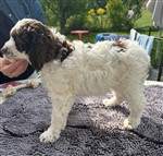 Enco di Cavallovia,  (--)