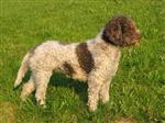 Snooper Dogs Dixie