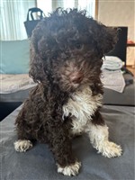 Carac dai Riccioli di Appowila,  (--)