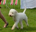 Cara Mia dei pascoli verdi,  (SHSB798127)