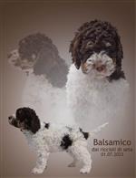 Balsamico dai riccioli di seta,  (--)