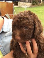 Aida vom Luäg is Land