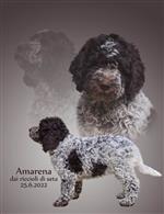 Amarena dai riccioli di seta,  (--)