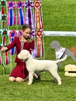 Cara Mia dei pascoli verdi,  (SHSB798127)