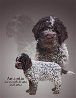 Amaretto dai riccioli di seta