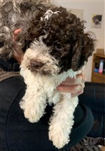 Joy dello Spirito del Bosco,  (--)