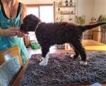 Cooper di Cavallovia
