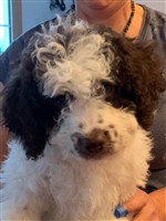 Zeus vom Luäg is Land