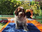 Otello- Chewbacca Tosca della Scala,  (--)