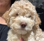 4 Color Passion Taio Akyo,  (--)