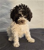 Coco dai Riccioli di Appowila,  (--)