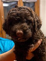 Athena Curly de la Chesalline,  (--)