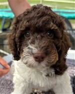  Edi di Cavallovia,  (--)