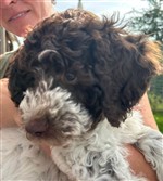 Emilio di Cavallovia,  (--)