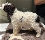 4 Color Passion Timea Hana