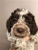 Mellina Chiara of Golden Comfort,  (--)