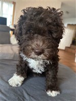 Clurak dai Riccioli di Appowila,  (--)