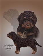 Amadeus dai riccioli di seta,  (--)