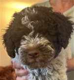 nid de mauberger Oreo,  (--)