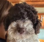 Charly-Badu delle Cicciole,  (--)