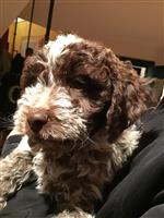 Capo vom Luäg is Land,  (--)