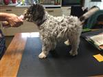 Manou Chewbacca du Potier de la Rogive,  (--)