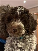 Gelja del ré di cuori,  (--)