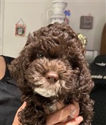 4 Color Passion Tehani Nala,  (--)