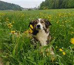 Huyana from Azucena’s Dream’s