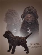 Bellezza dai riccioli di seta,  (--)
