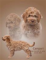 Campari dai riccioli di seta,  (--)