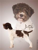 Jupi (de Graaf),  (SHSB734493)