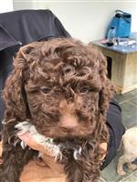 Anuk vom Luäg is Land,  (--)