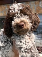 Marley dal arch san martin,  (--)