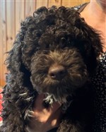 Anderkander Bruno Jaro,  (--)