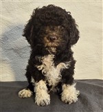 Cippo dai Riccioli di Appowila,  (--)