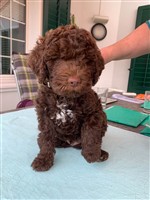 Wasco Giotto vom Luäg is Land,  (--)