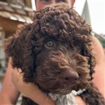 Enrico di Cavallovia,  (--)