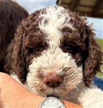 Enco di Cavallovia,  (--)